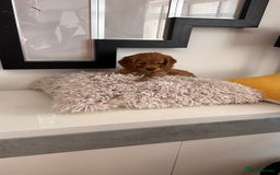 Mixed Breed dogs for sale: Adorable f2B Cockapoos  - Advert 3