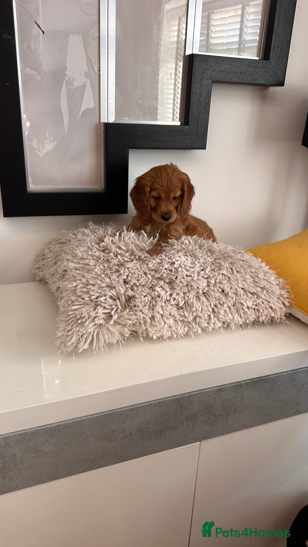 Mixed Breed dogs for sale: Adorable f2B Cockapoos  - Advert 3