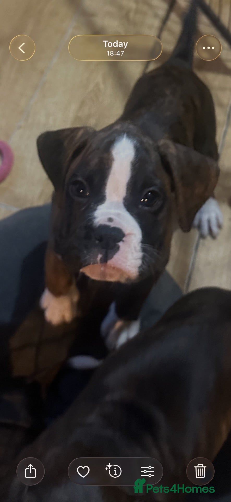 Boxer dogs KC Registered Boxer Puppies - health tested - Advert 2