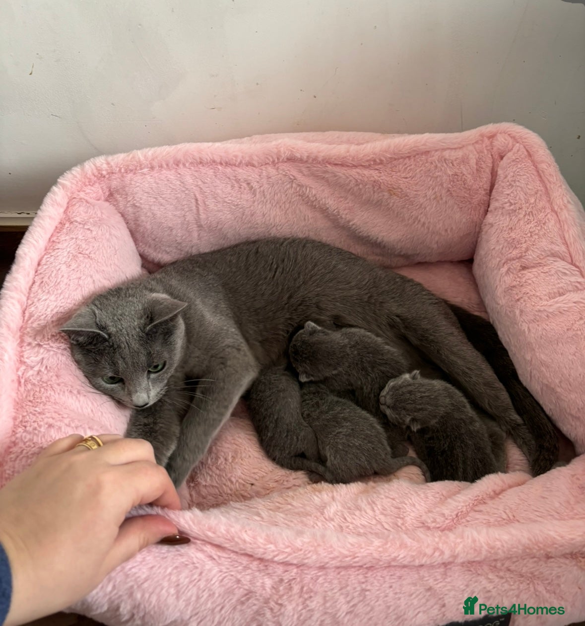 Russian Blue cats for sale: TICA PEDIGREE RUSSIAN BLUE KITTENS  - Advert 1