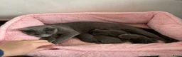 Russian Blue cats for sale: TICA PEDIGREE RUSSIAN BLUE KITTENS  - Advert 1