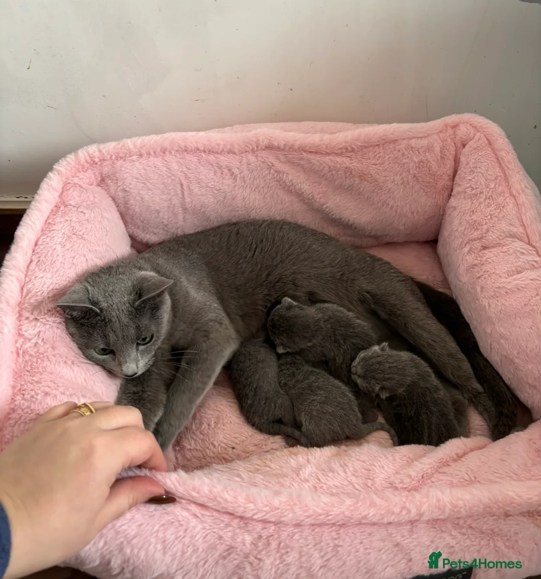 Russian Blue cats for sale: TICA PEDIGREE RUSSIAN BLUE KITTENS  - Advert 1