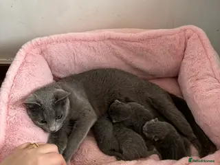 Russian Blue cats for sale: TICA PEDIGREE RUSSIAN BLUE KITTENS - Advert 1