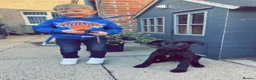 Sheprador dogs for sale: Oreo 3 years  in Nottingham - Advert 27