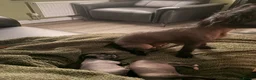 Mixed Breed dogs for sale: Crestepoo in Markfield - Advert 1