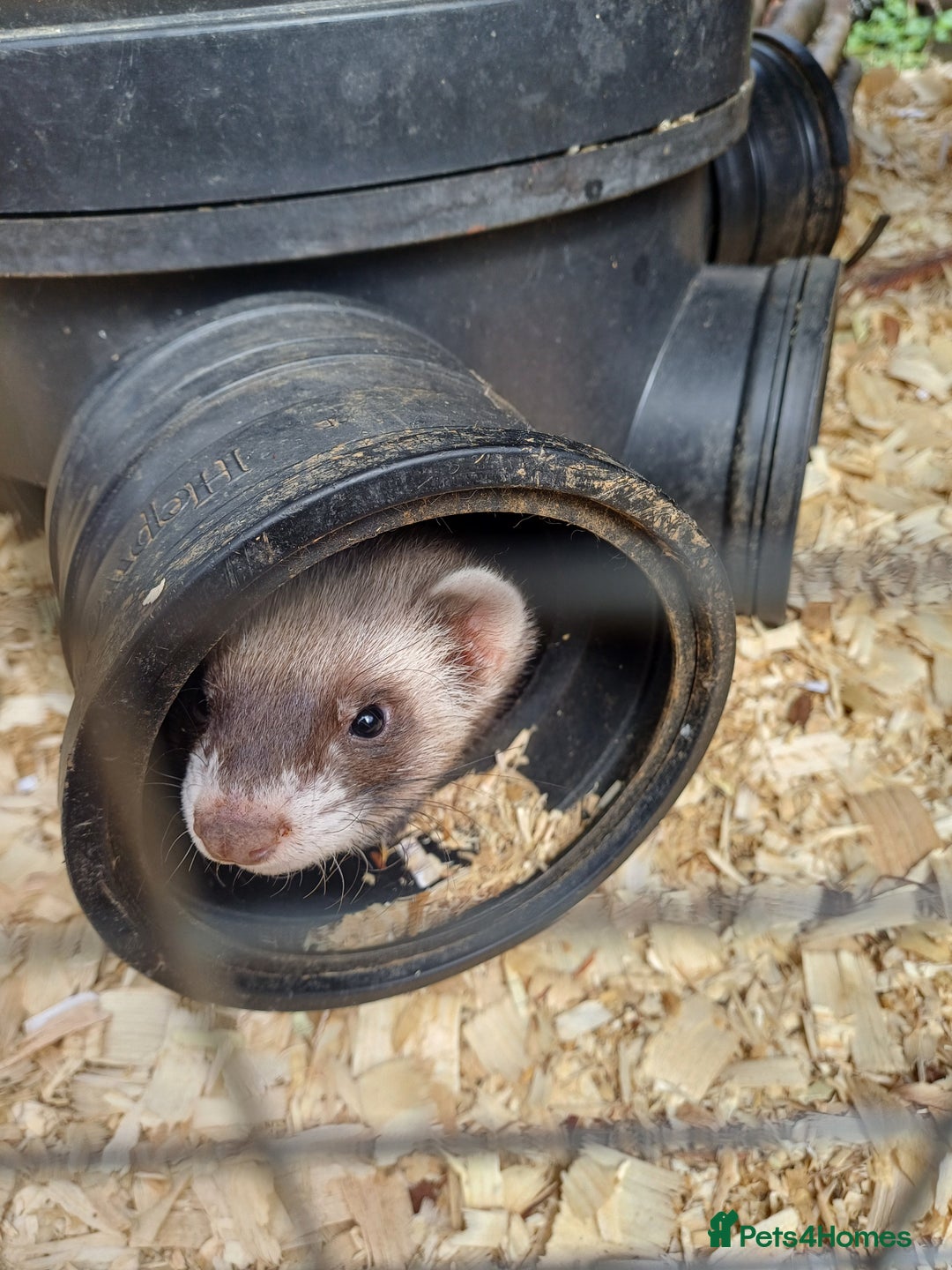 Ferret rodents for sale: Ferret kits for sale - Image 9