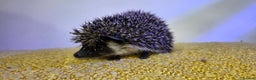 Pygmy Hedgehog rodents for sale: Males and a female pygmy hedgehogs - Advert 8