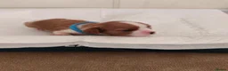 Cavalier King Charles Spaniel dogs for sale: Health tested kc reg Cavaliers - Advert 17