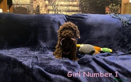 Cockapoo dogs for sale: Chocolate Cockapoo Puppies - PRICE REDUCED - Image 1