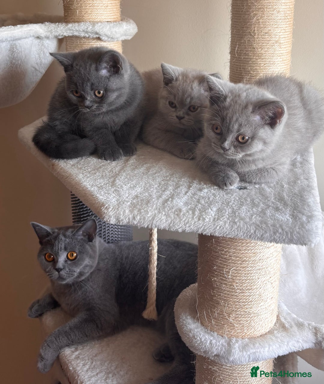 British Shorthair cats for sale: LILAC & BLUE MALE BRITISH SHORTHAIRS - Image 13