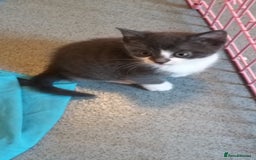 American Shorthair cats for sale: 4 gorgeous little kittens - Image 4