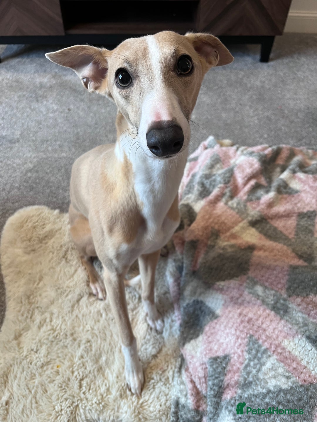 Whippet dogs for sale: 🐾 KC Whippet Puppies – Waitlist Now Open 🐾 - Advert 3