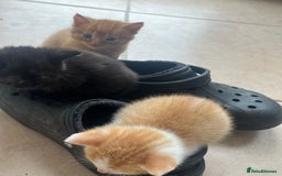 Mixed Breed cats for sale: Adorable mixed breed kittens  - Image 5