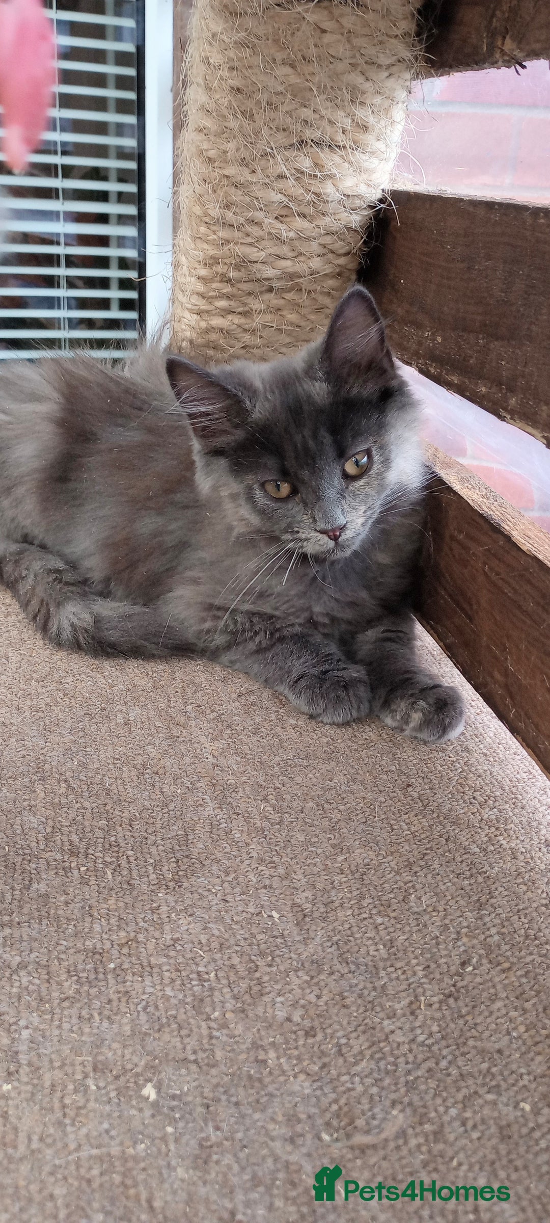 Mixed Breed cats for sale: Maicoon mix  - Image 1