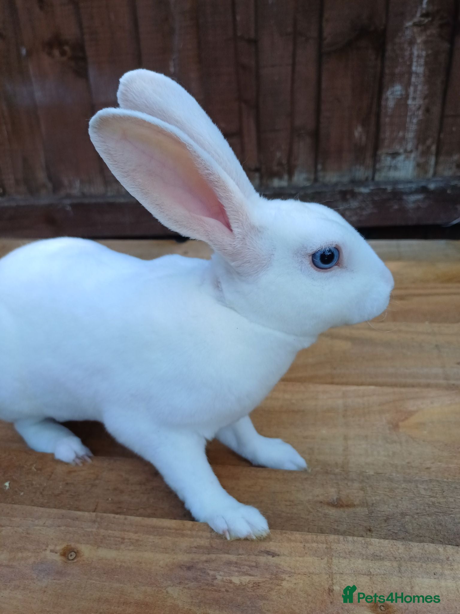 Rex rabbits Gorgeous blue eyed mini rex - Advert 9