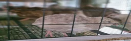Quail poultry for sale: Quail Chicks For Sale - Advert 7