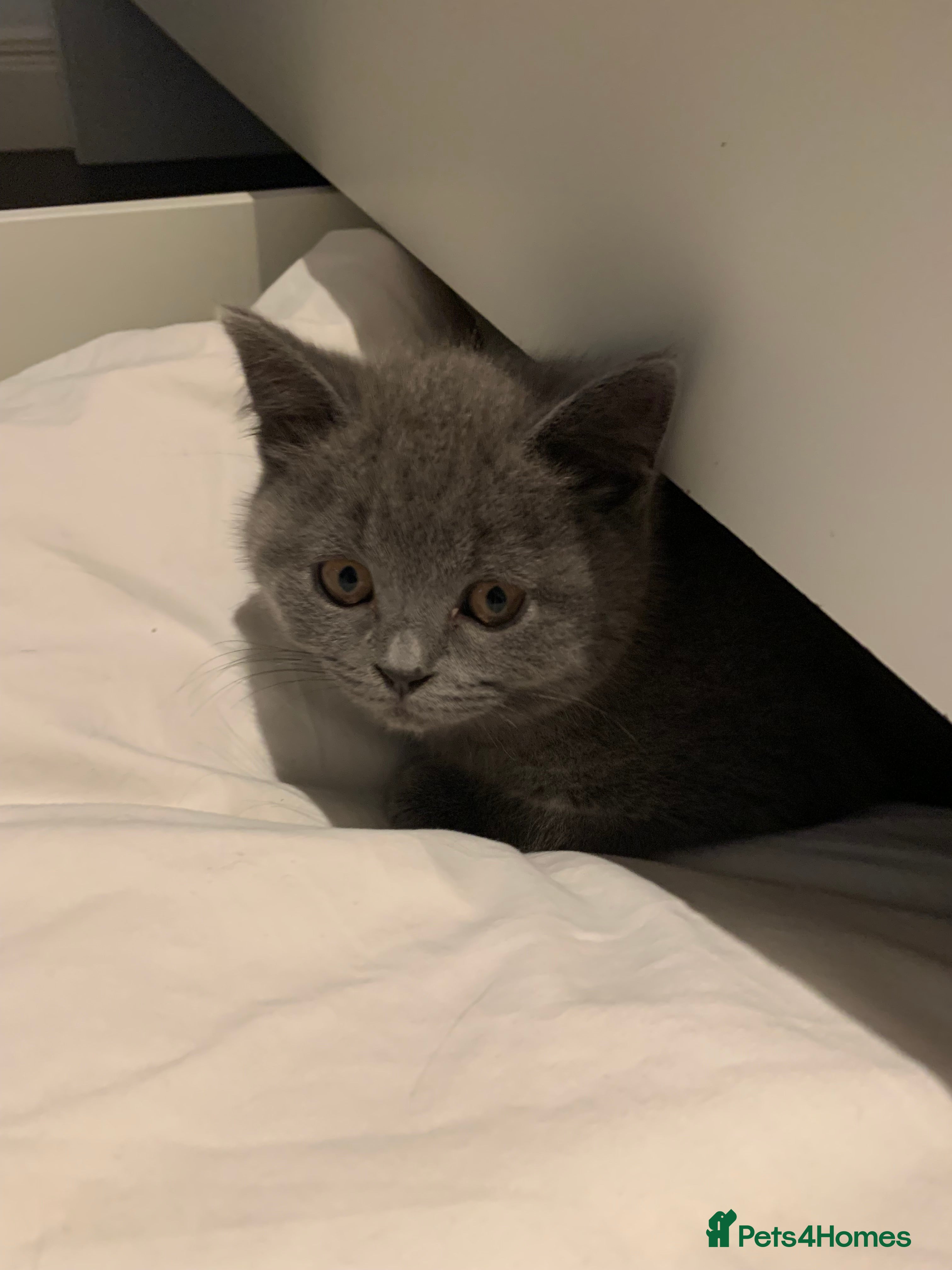 British Shorthair cats British Shorthair Blue Kittens 💛 Raised with Love - Advert 13
