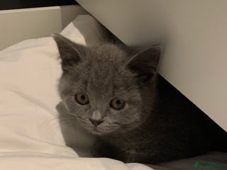 British Shorthair cats British Shorthair Blue Kittens 💛 Raised with Love - Advert 2