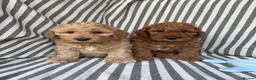 Cavapoo dogs for stud:  Fully healthy tested Proven F1 Cavapoo Stud Dog in Droitwich - Advert 12