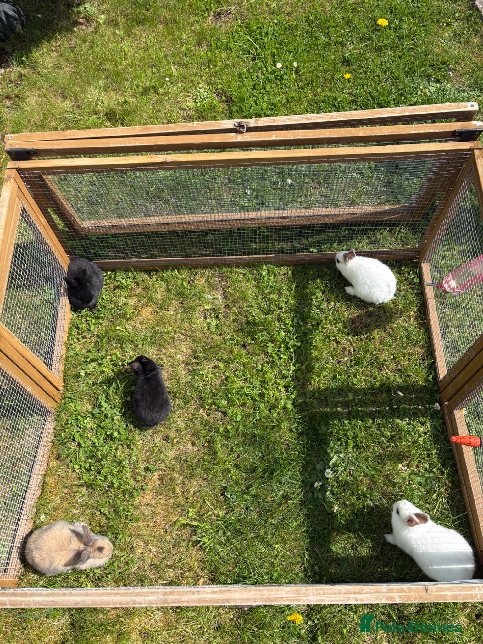 Mixed Breed rabbits 5 Baby rabbits  - Advert 10