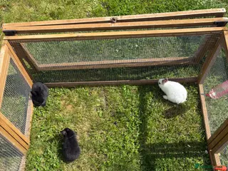 Mixed Breed rabbits 5 Baby rabbits - Advert 10