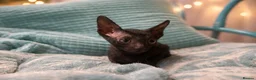 Cornish Rex cats for sale: Black Cornish Rex boy available for reservation - Advert 4