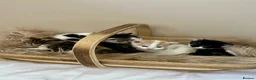 Domestic Shorthair cats for sale: Child friendly kittens in Langport - Advert 2