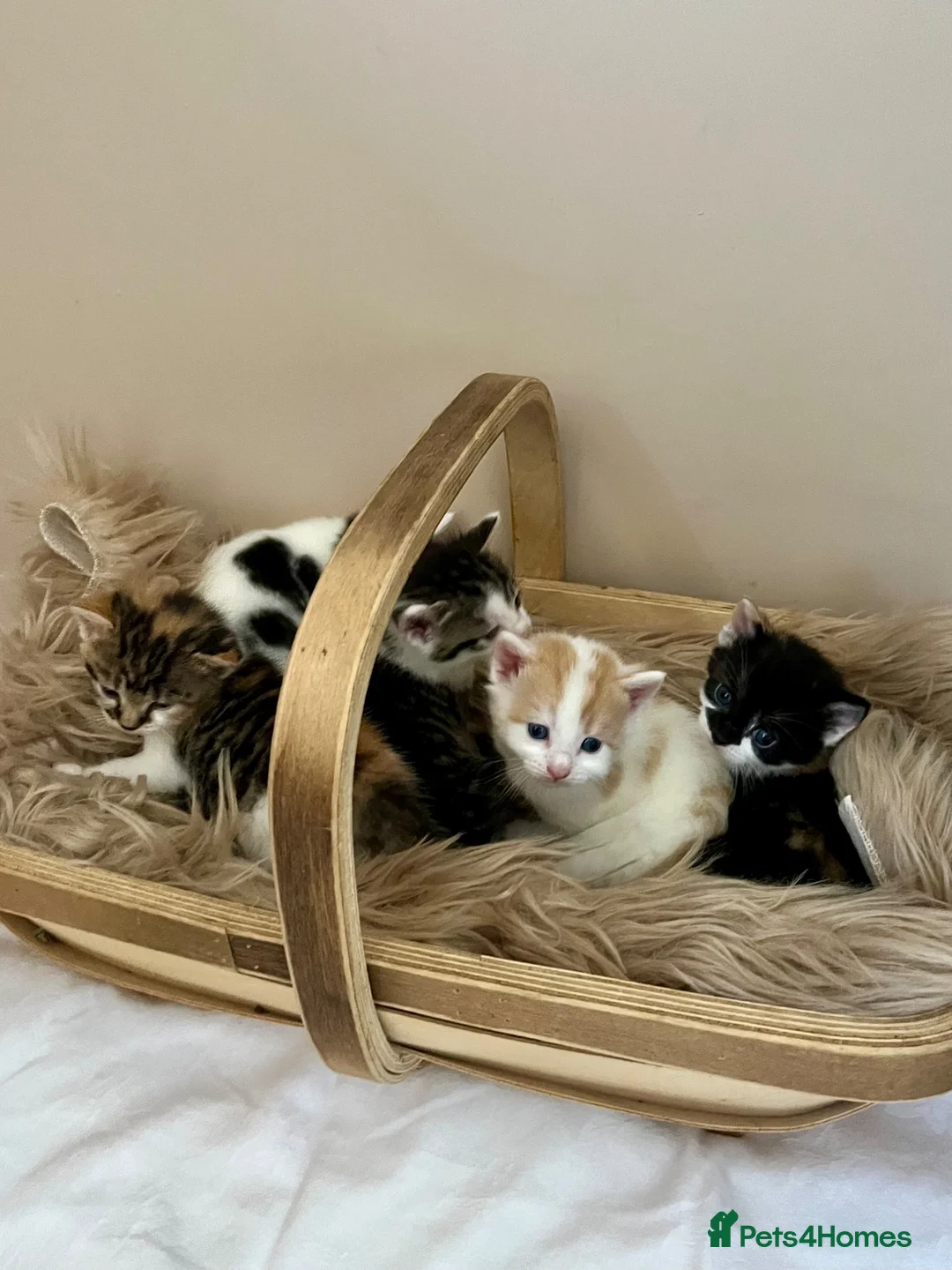 Domestic Shorthair cats for sale: Child friendly kittens in Langport - Advert 2