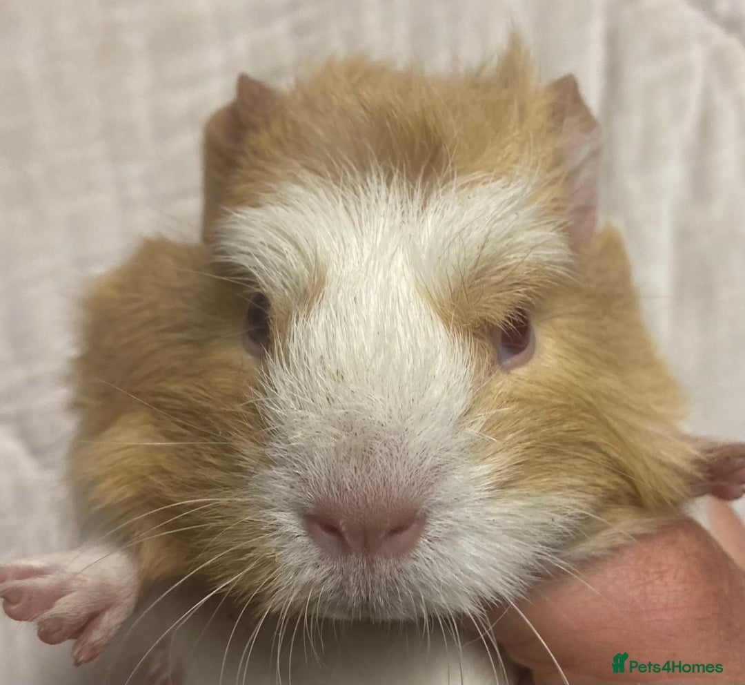 Guinea Pig rodents for sale: Baby Female Guinea Pigs For Sale  - Advert 5