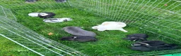 Mixed Breed rabbits for sale: Baby lop rabbits available  - Advert 13