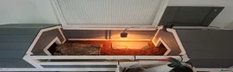 Tortoise reptiles for sale: Red footed tortpise and full set up in Helston - Advert 3