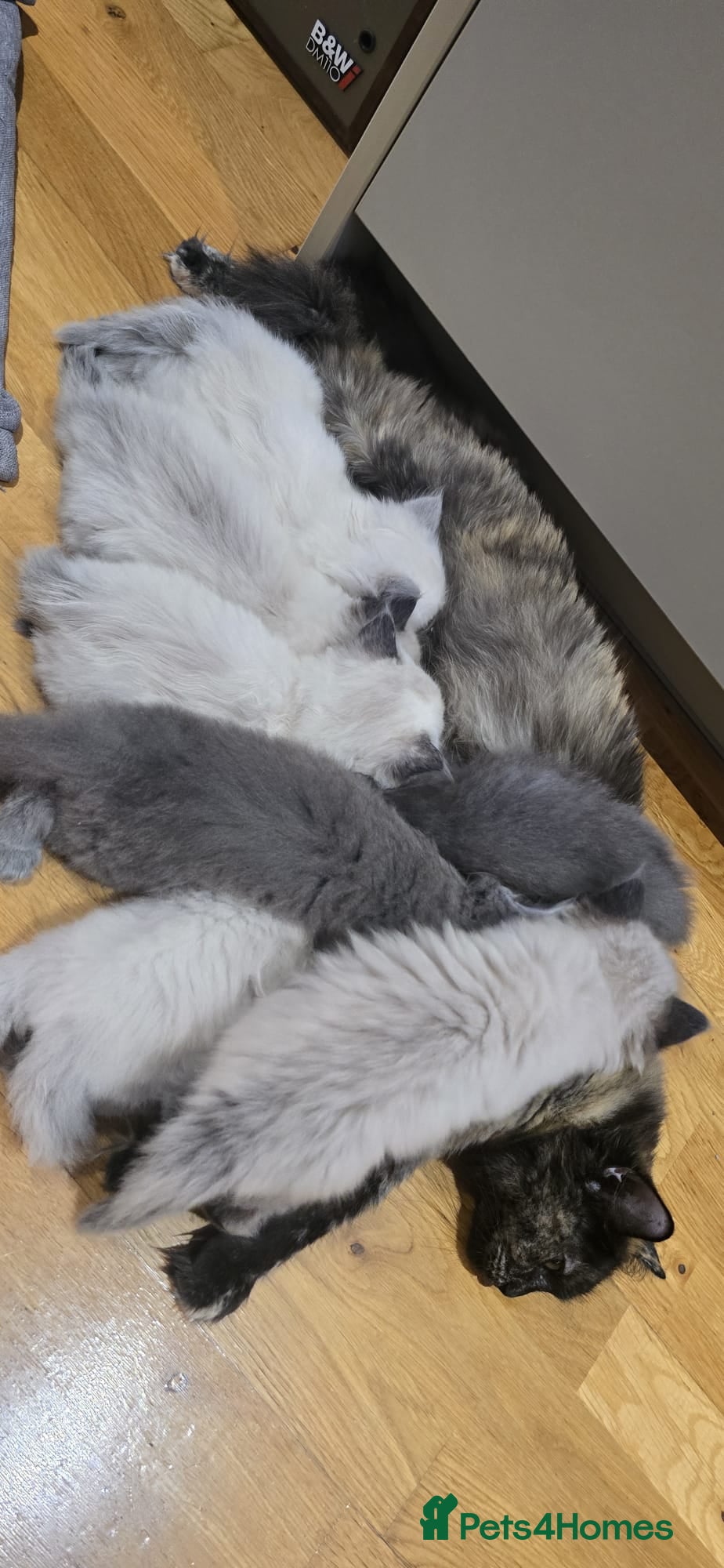 Mixed Breed cats Ragdoll/Siberian mix kittens - Advert 2