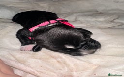 Mixed Breed dogs for sale: Labrador cross Dalmatian puppies - Advert 14