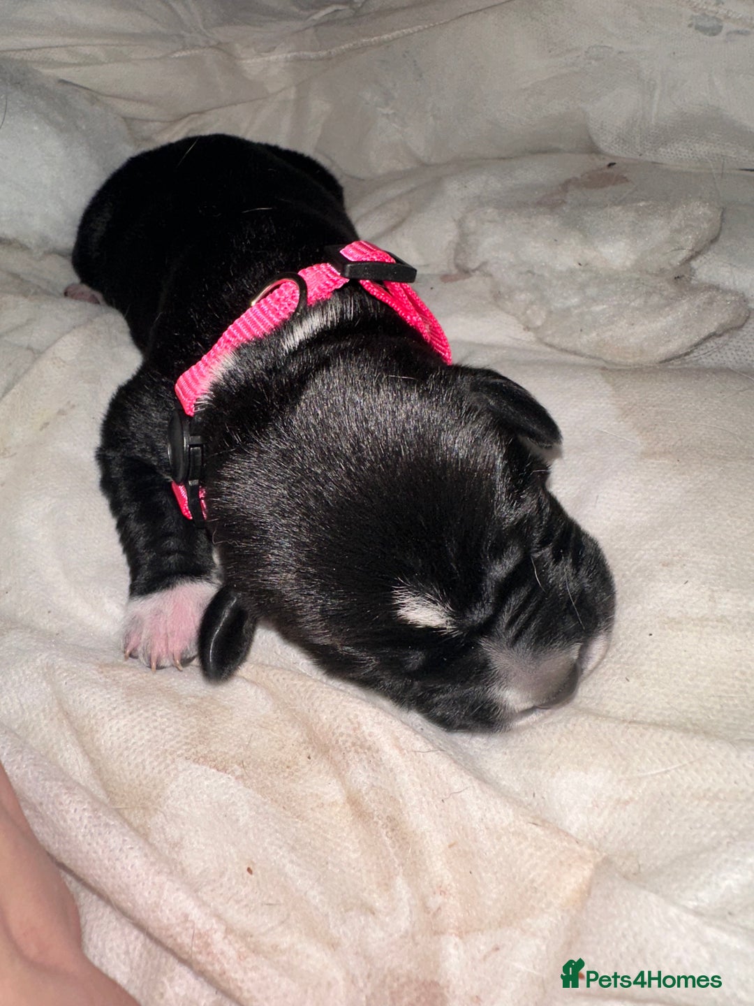 Mixed Breed dogs for sale: Labrador cross Dalmatian puppies - Advert 14