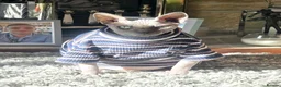 Sphynx cats for sale: Adult male blue sphynx cat - Advert 6