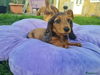 Miniature Dachshund dogs REDUCED.Mini Dachshund KC Reg LH CHAMPION - Advert 18