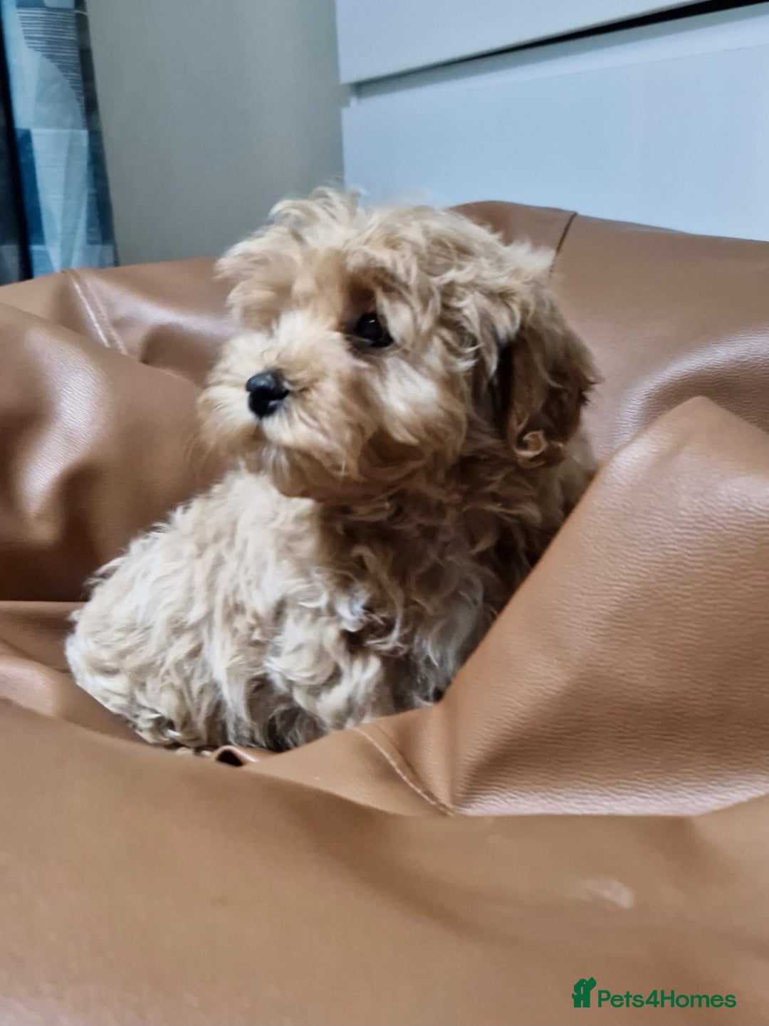 Maltipoo dogs for sale: Beautiful Korean Maltipoo Puppies–3 Girls &2 Boys  - Advert 19