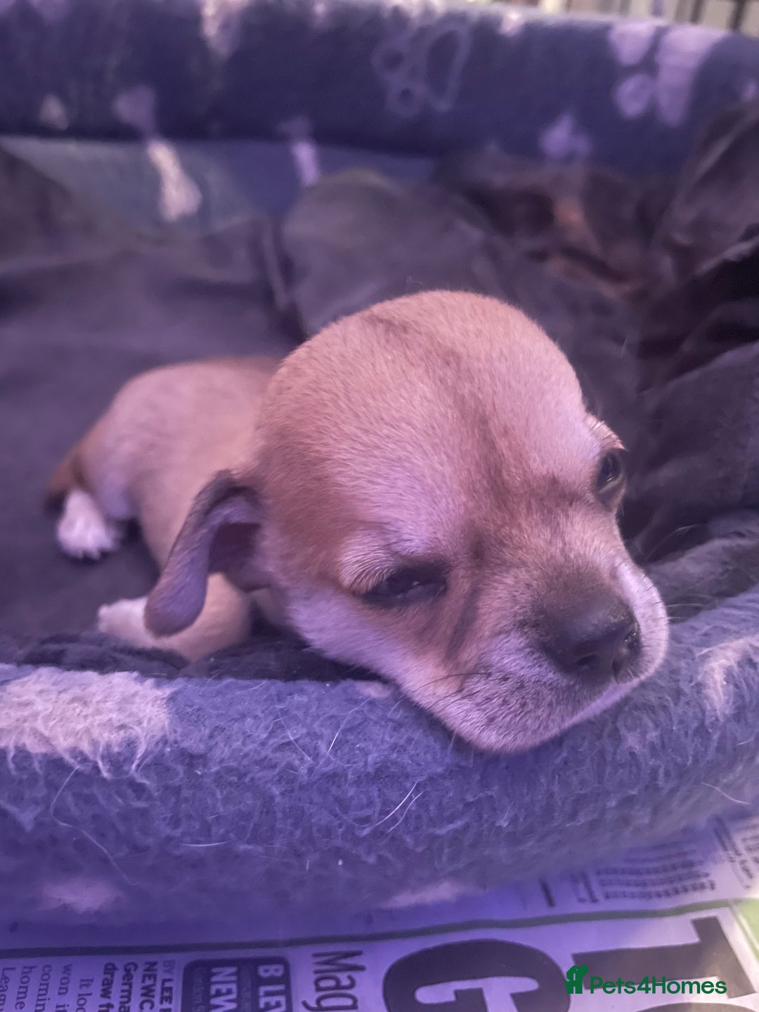 Chihuahua dogs for sale: Chihuahua puppy  - Advert 12