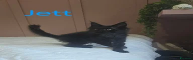 Maine Coon 2