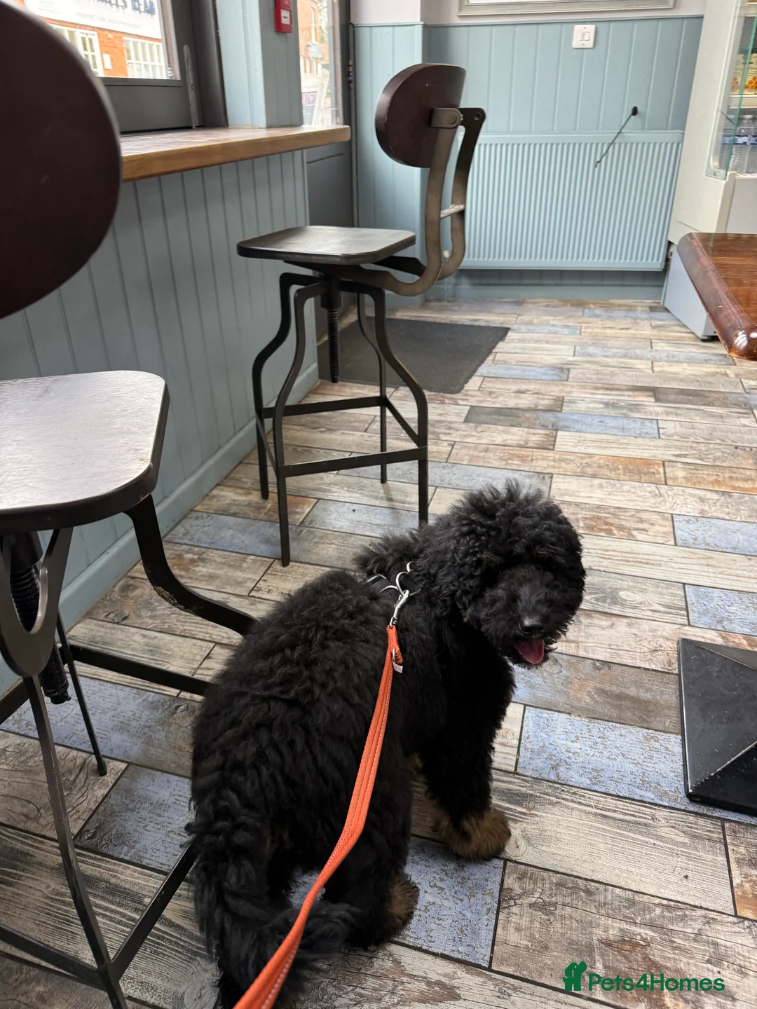 Bernedoodle dogs for sale: Mini Health Tested Bernedoodle - Advert 8