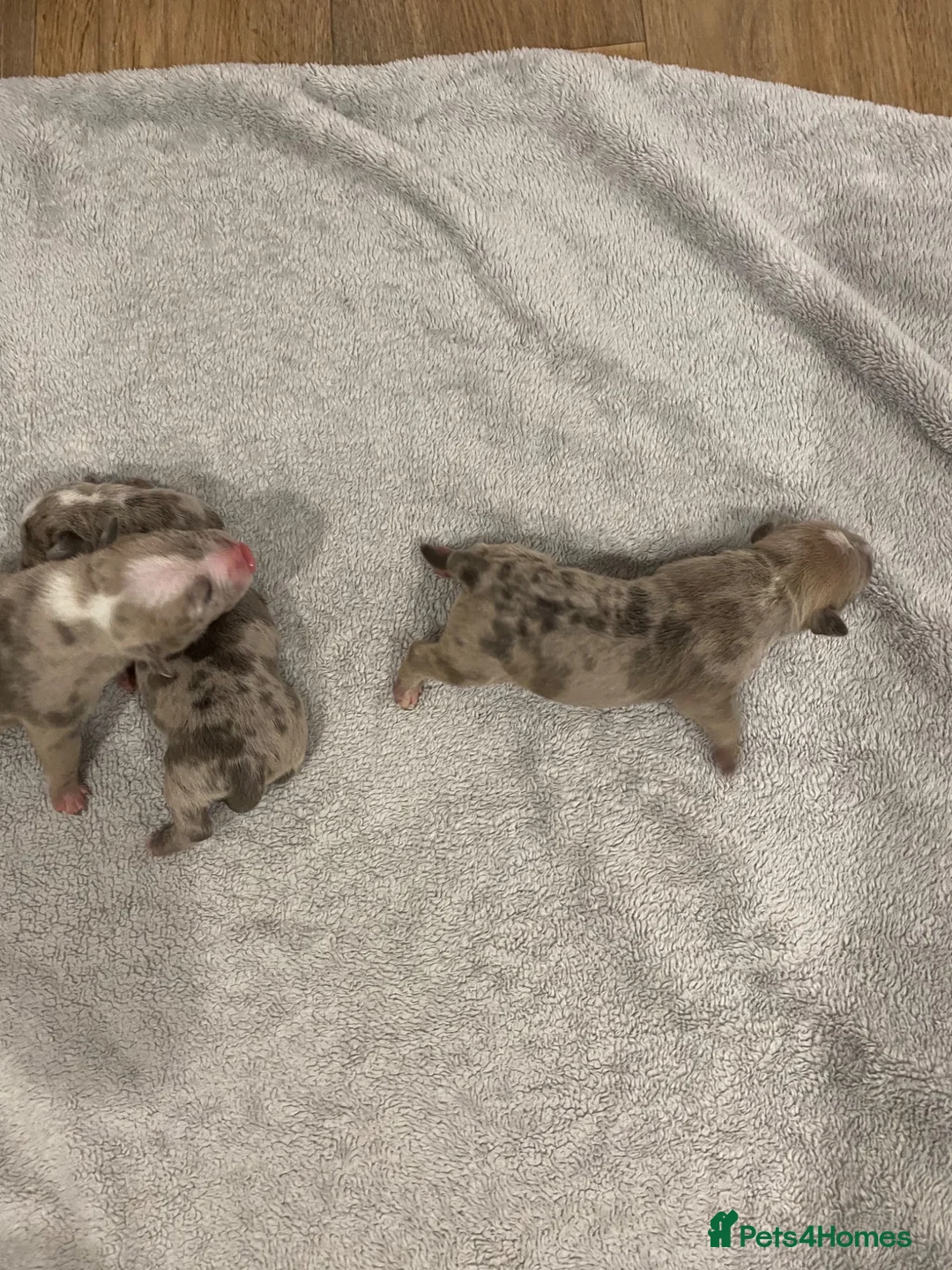 American Bully dogs for sale: 7 puppies looking for their new home  in Port Talbot - Advert 6