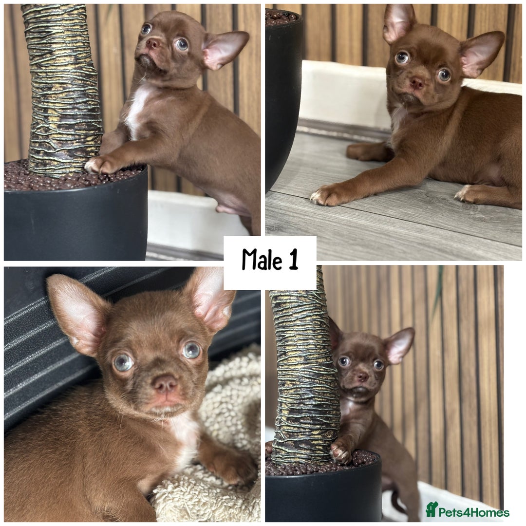 Chihuahua dogs for sale: LAST BOY.. KC registered, STUNNING, READY NOW - Image 2