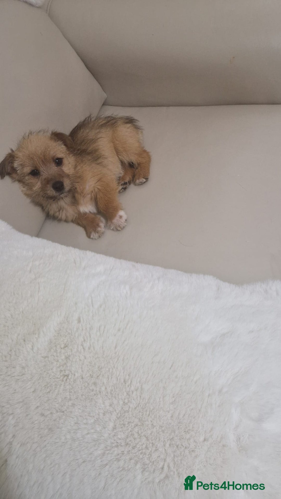 Yorkshire Terrier dogs for sale: Yorkshire terrier puppies - Advert 2