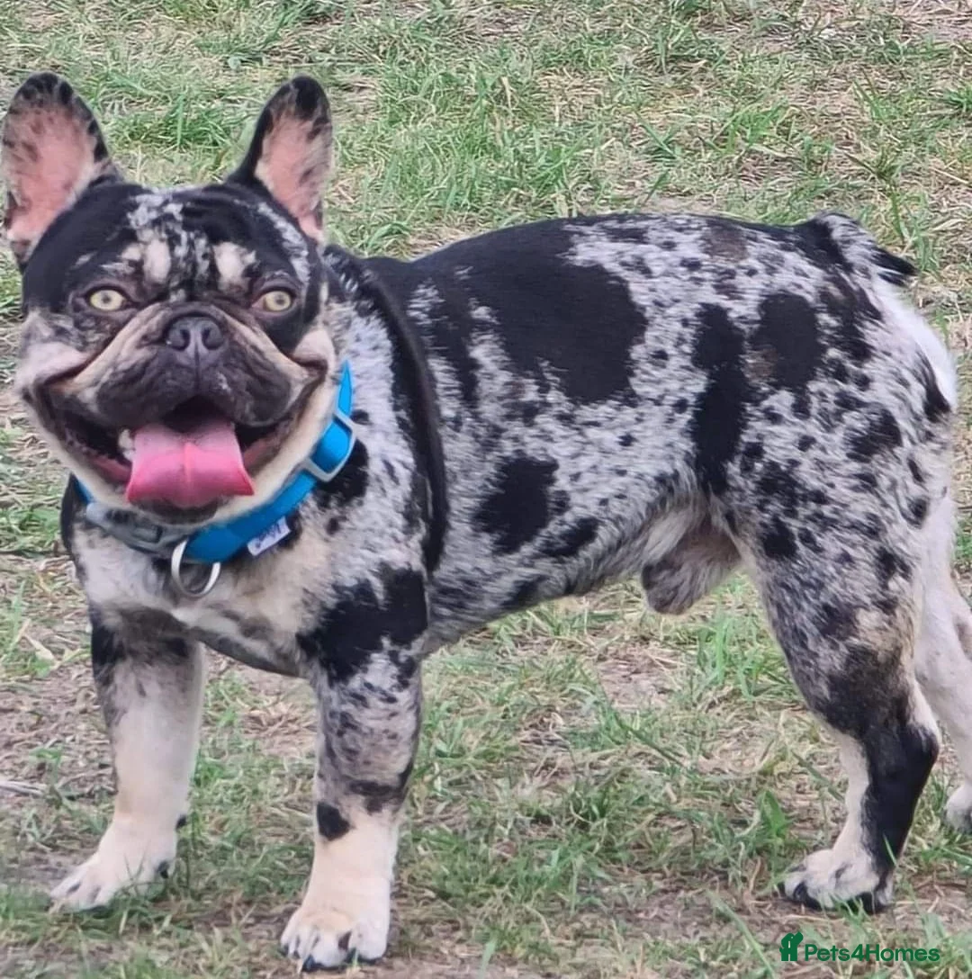 French Bulldog dogs for stud: Lilac tan merle in Sheffield - Advert 34