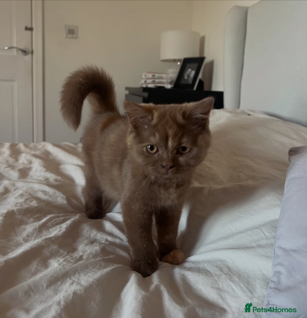 British Shorthair cats for sale: Cinnamon tortie British long hair female - Advert 16