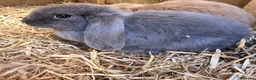 French Lop rabbits for sale: French lop x  - Advert 3