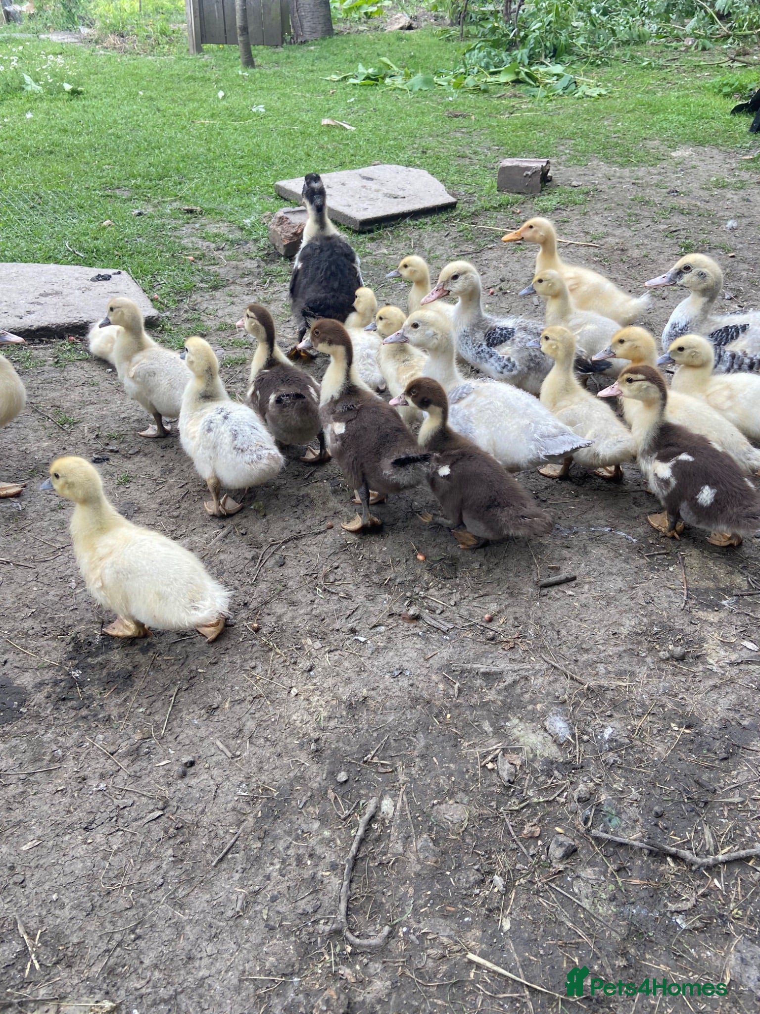 Ducks poultry Muscovy duck 8 weeks old - Advert 10
