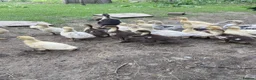 Ducks poultry for sale: Muscovy duck - Advert 1