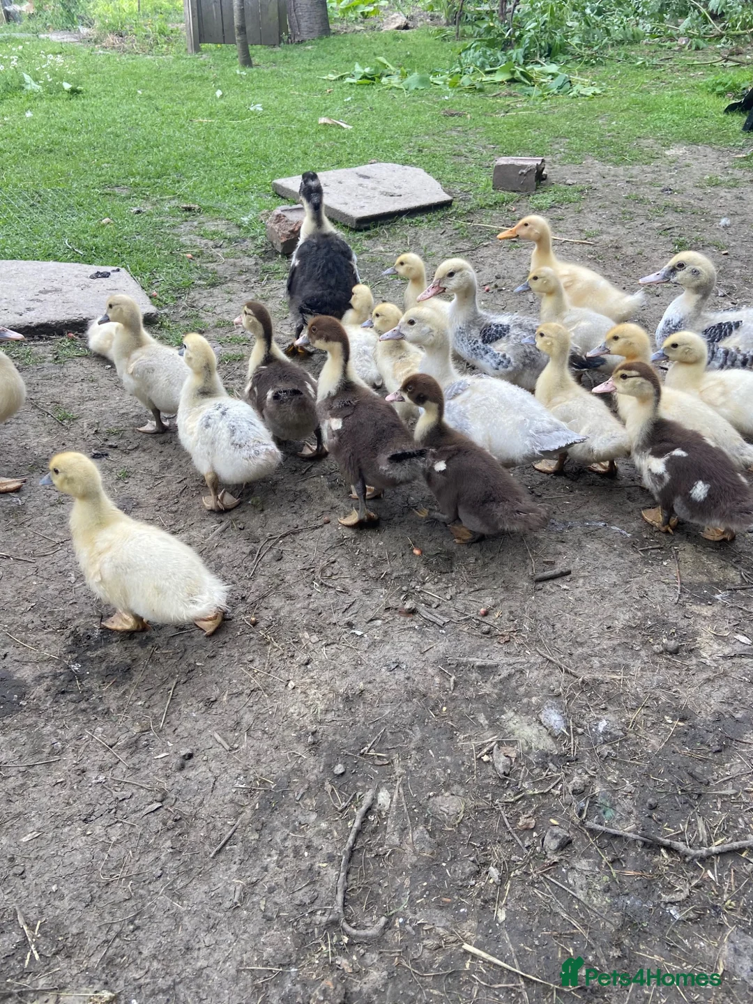 Ducks poultry for sale: Muscovy duck - Advert 1