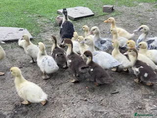 Ducks poultry Muscovy duck 8 weeks old - Advert 2